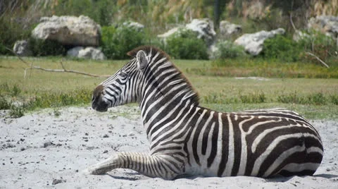 Zebras in wild Stock-Footage 24466304