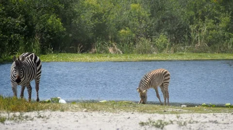 Zebras in wild Stock-Footage 24466354