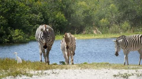 Zebras in wild Stock-Footage 24466372