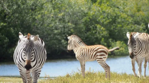 Zebras in wild Stock-Footage 24466400
