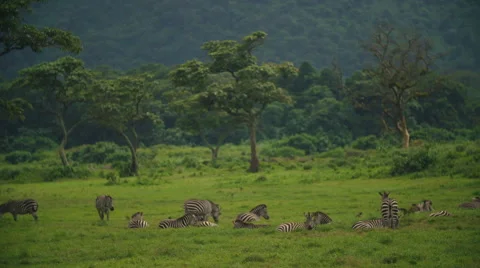 Zebras In The Wild Stock Footage 66393164