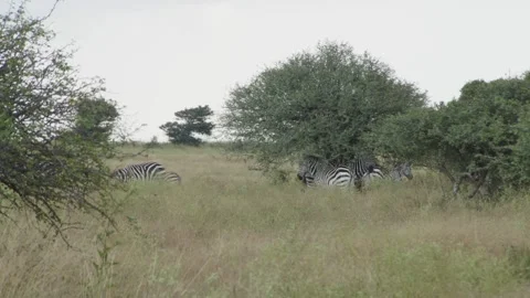 Zebras in the Wild in Kenya 3 Stock Footage 345071531