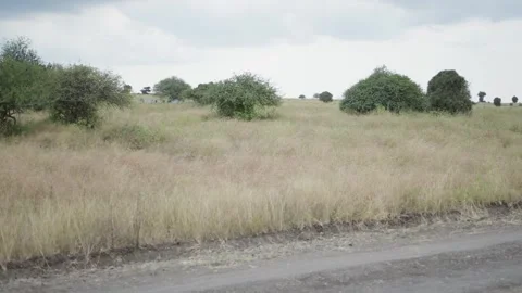 Zebras in the Wild in Kenya 5 Stock Footage 345071425