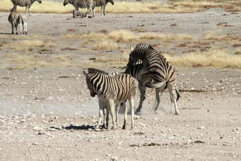 Zebras in the wild Mating Stock Photos