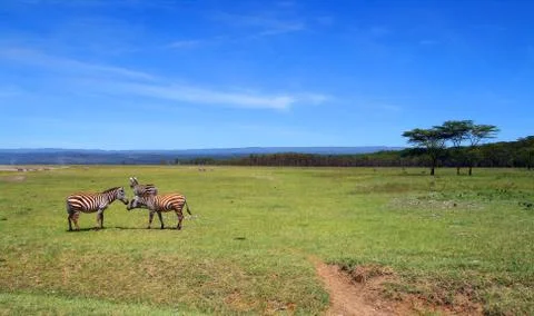 Zebras in the wild Stock Photos