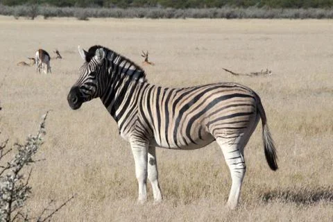 Zebras in the wild 스톡 사진