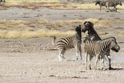 Zebras in the wild 스톡 사진