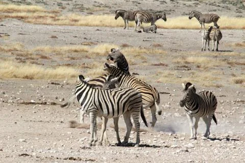 Zebras in the wild Stock Photos