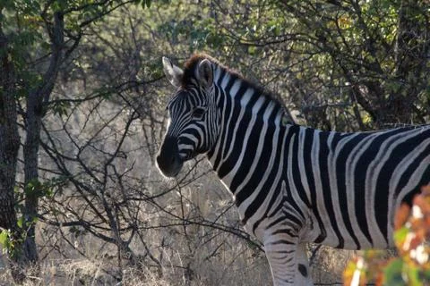 Zebras in the wild 스톡 사진