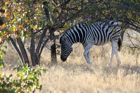 Zebras in the wild Stock Photos