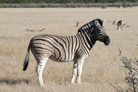 Zebras in the wild 스톡 사진