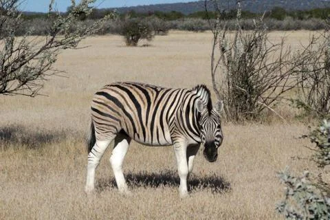 Zebras in the wild Stock Photos