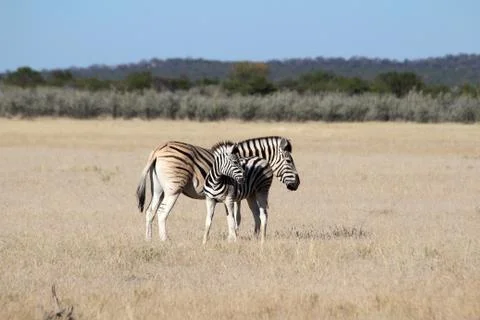 Zebras in the wild Stock Photos