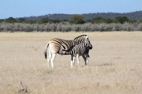 Zebras in the wild 스톡 사진