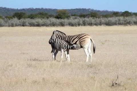Zebras in the wild Stock Photos