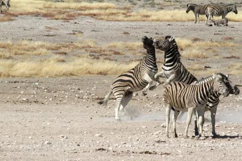 Zebras in the wild Stock Photos