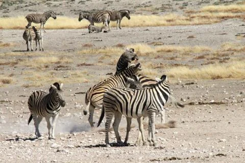 Zebras in the wild Stock Photos