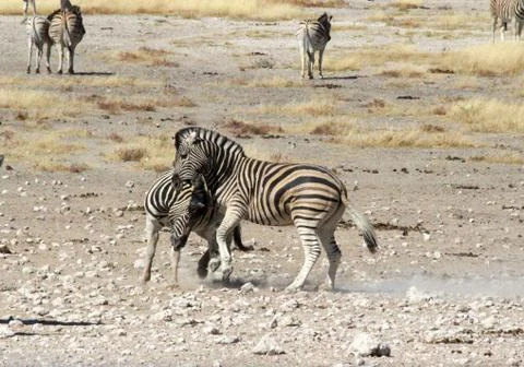 Zebras in the wild Foto stock