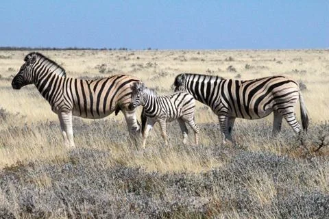 Zebras in the wild Stock Photos
