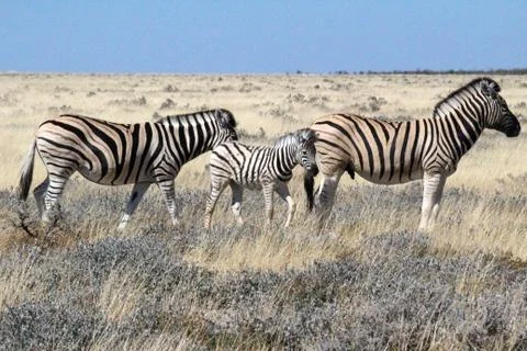 Zebras in the wild Stock Photos