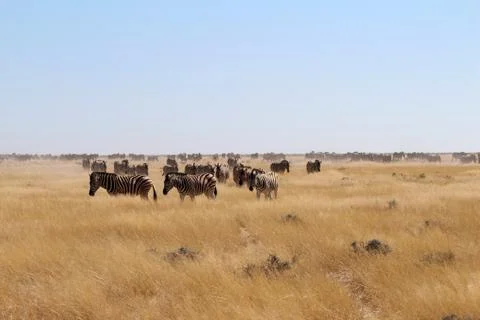 Zebras in the wild Stock Photos