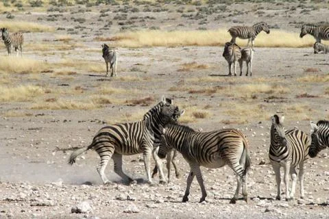 Zebras in the wild Stock Photos
