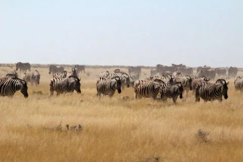 Zebras in the wild Stock Photos