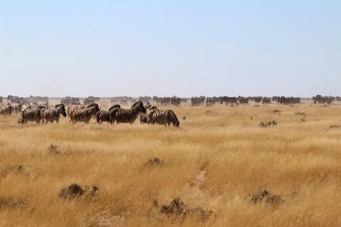 Zebras in the wild Stock Photos