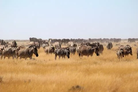 Zebras in the wild Foto stock