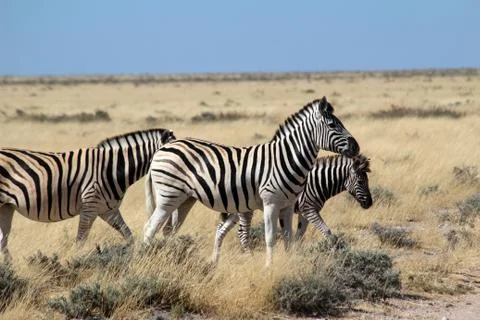 Zebras in the wild Foto stock
