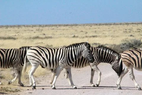 Zebras in the wild 스톡 사진