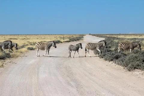 Zebras in the wild Stock Photos