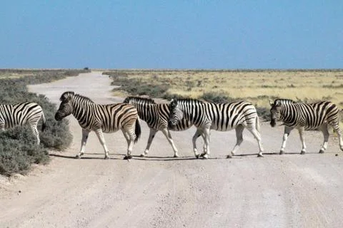 Zebras in the wild Stock Photos
