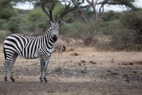 Zebras in the wild Foto stock