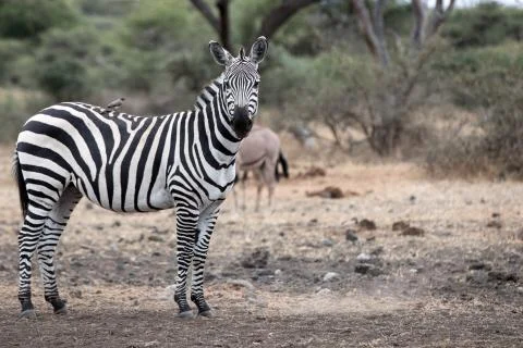 Zebras in the wild Stock Photos