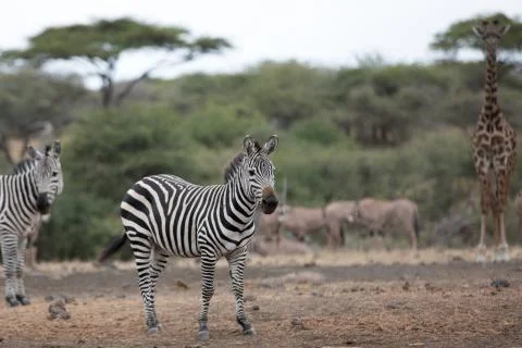 Zebras in the wild Stock Photos