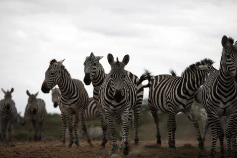 Zebras in the wild Stock Photos