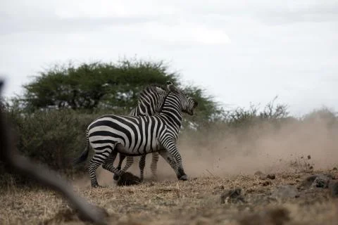 Zebras in the wild Stock Photos