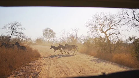 Zebras in The Wild At Sunset Stock Footage 129053930