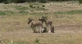 Zebras young playing M HD HD Footage