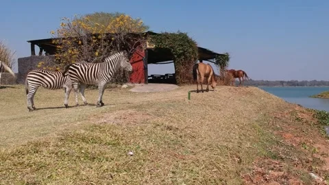 Zebras Zimbabwe Stock-Footage 272464799