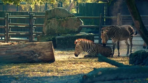 Zebras in zoo Stock Footage 96420232