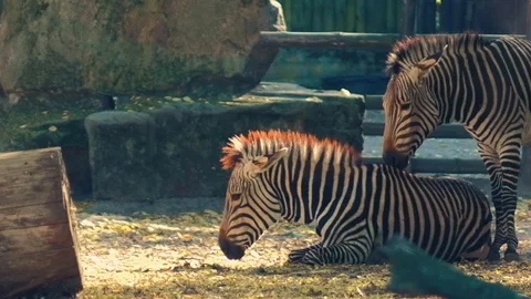 Zebras in zoo Stock Footage 96420306