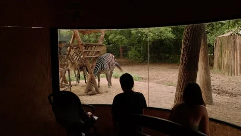 Zebras in the zoo Stock Footage 160344201