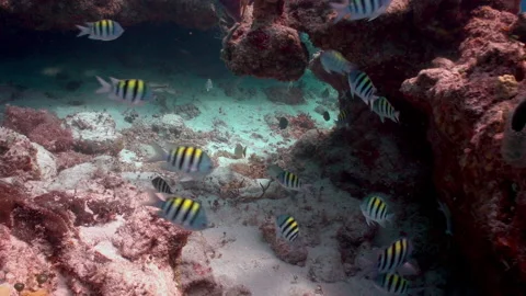 Zebre Video stock 236054011