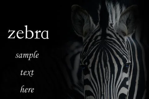 Zebre portrait Stock Photos