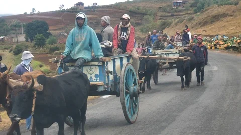 Zebu Carts Driving Down The Local Madagascar Road Stock Footage 125347708