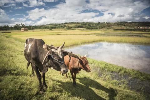 Zebu Cattle in rice paddy fields on RN7 (Route Nationale 7) near Ambatolampy in Stock Photos