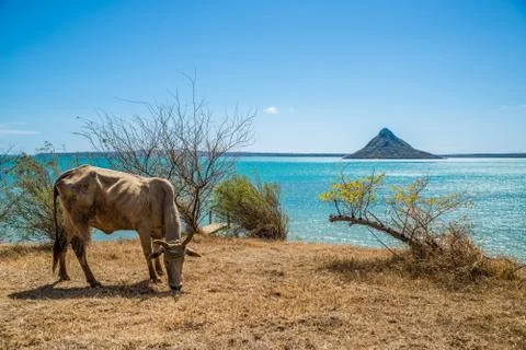 Zebu in the coast Stock Photos