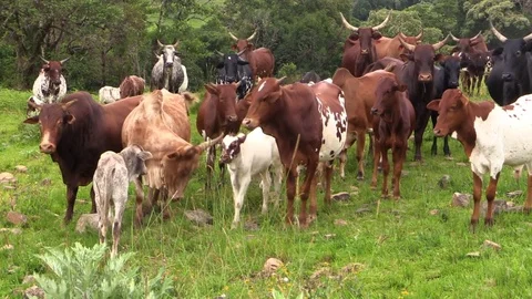 Zebu cows with different colors closeup Stock Footage 81533137
